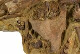 Sandstone with Hadrosaur Tooth, Tendons & Bones - Wyoming #303387-2